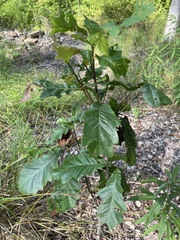 Quercus bicolor