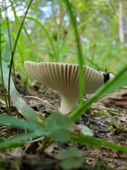 Russula