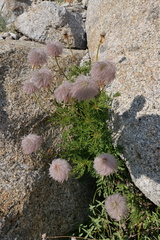 Pulsatilla occidentalis