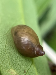 Succineidae