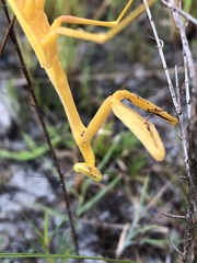 Stagmomantis floridensis