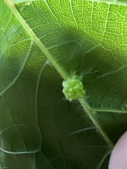 Daktulosphaira vitifoliae