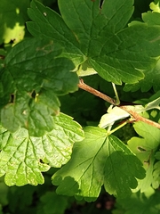 Ribes cynosbati