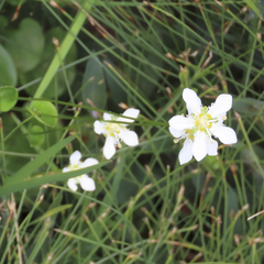 Parnassia fimbriata
