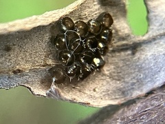 Podisus maculiventris