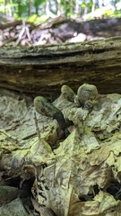 Xylaria longipes