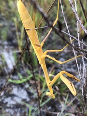 Stagmomantis floridensis