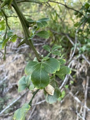 Citrus trifoliata