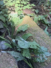 Lysichiton americanus