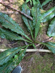 Lysichiton americanus