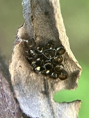 Podisus maculiventris