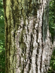 Fraxinus nigra