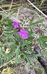 Glandularia chiricahensis