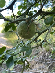 Citrus trifoliata