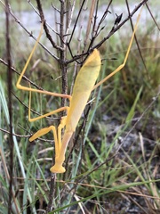 Stagmomantis floridensis