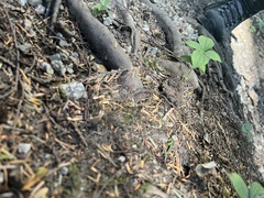 Arctocrania