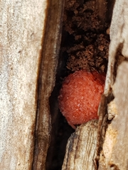 Tubifera ferruginosa