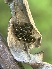 Podisus maculiventris