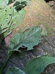 Lysichiton americanus