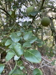 Citrus trifoliata