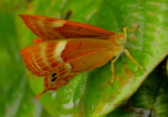 Abisara bifasciata
