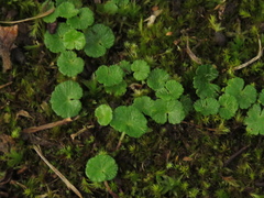 Hydrocotyle bonplandii