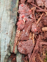 Tubifera ferruginosa