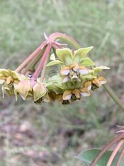 Asclepias elata