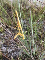 Stagmomantis floridensis