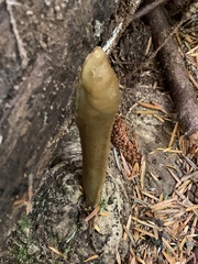 Ariolimax columbianus