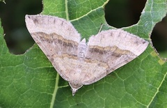 Scotopteryx chenopodiata