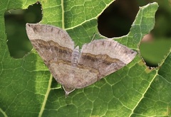 Scotopteryx chenopodiata