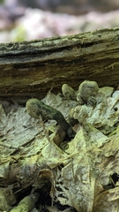 Xylaria longipes