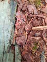 Tubifera ferruginosa