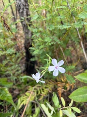 Phlox pilosa