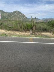 Pachycereus pringlei