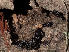 Metatrichia vesparium