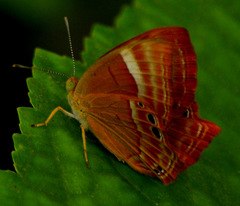 Abisara bifasciata