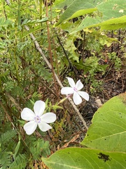 Phlox pilosa