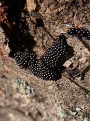 Metatrichia vesparium
