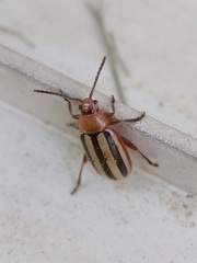 Disonycha leptolineata
