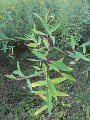 Apocynum cannabinum