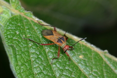 Hypselonotus bitrianguliger