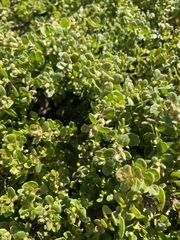 Baccharis pilularis