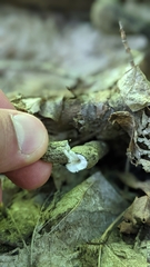 Xylaria longipes
