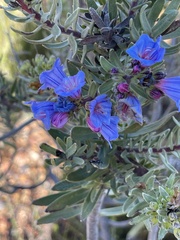 Lobostemon marlothii