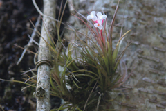 Tillandsia tenuifolia