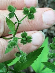 Sanicula canadensis
