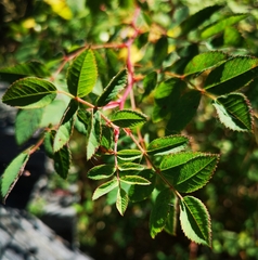 Rosa nutkana