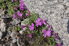 Epilobium obcordatum